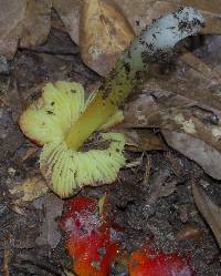 Hygrocybe cuspidata image