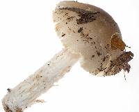 Amanita murrilliana image