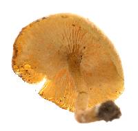 Calocybe naucoria image