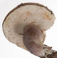 Tylopilus plumbeoviolaceus image