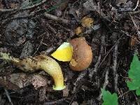 Aureoboletus innixus image