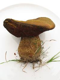 Boletus luridus image