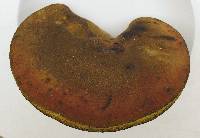 Boletus luridus var. luridus image