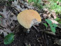 Leccinum insigne image