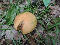 Leccinum insigne image