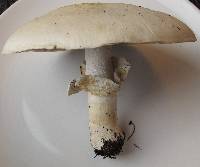 Agaricus arvensis image