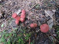 Suillus spraguei image