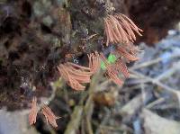 Stemonitis splendens image