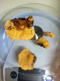 Pycnoporellus fulgens image