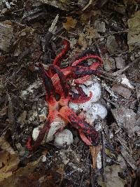 Clathrus archeri image