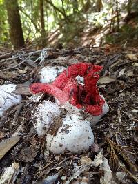 Clathrus archeri image