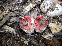 Clathrus archeri image