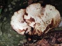 Piptoporus quercinus image