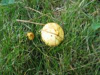 Suillus americanus image