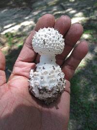 Amanita subcokeri image