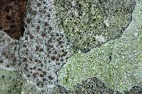 Lecanora hybocarpa image