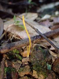 Clavulinopsis fusiformis image