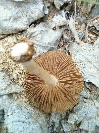 Inocybe lacera image