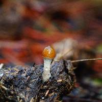 Psilocybe alutacea image