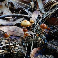 Psilocybe alutacea image