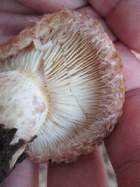 Lactarius speciosus image