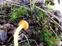 Cantharellus minor image