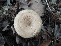 Paxillus involutus image