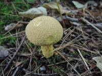 Suillus decipiens image