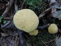 Suillus decipiens image