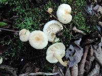 Lactarius torminosus image