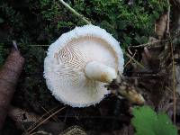 Lactarius torminosus image