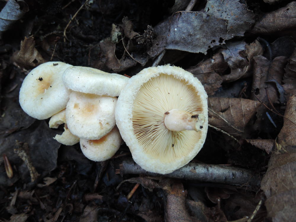 Lactarius torminosus var. nordmanensis image