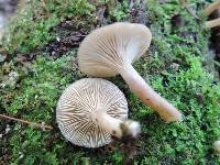 Lactarius griseus image