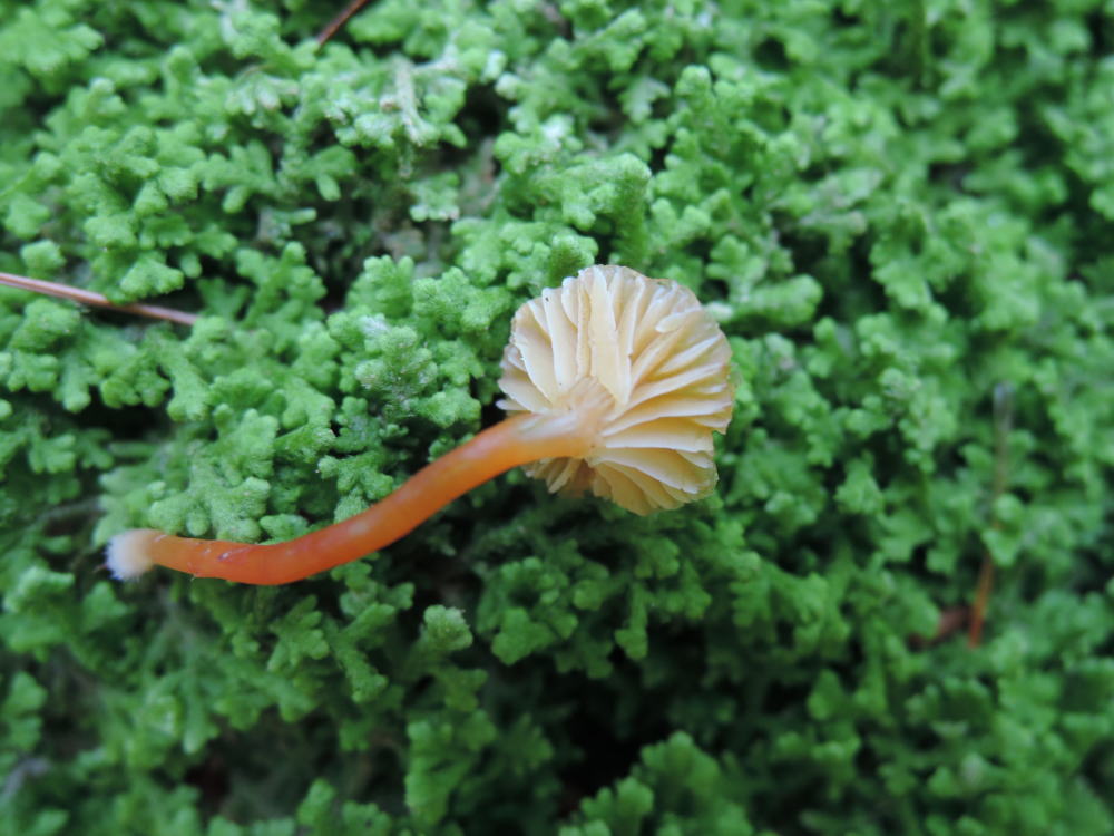 Hygrocybe aurantioviscida image