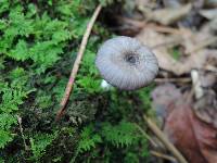 Entoloma querquedula image