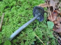 Entoloma chalybeum var. lazulinum image