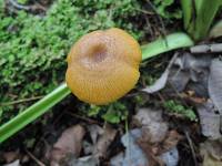 Entoloma formosum image