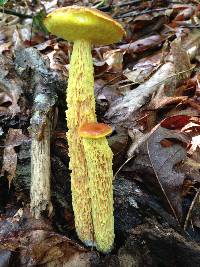 Heimioporus betula image