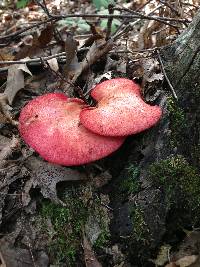 Fistulina hepatica image