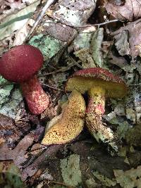 Suillus spraguei image