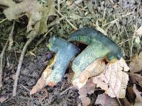 Boletus luridus image