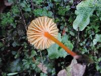 Hygrocybe aurantioviscida image