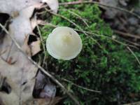 Entoloma alboumbonatum image