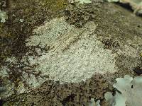 Pertusaria leioplaca image