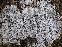 Pertusaria albescens var. albescens image