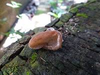 Auricularia fuscosuccinea image