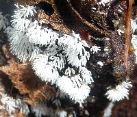 Ceratiomyxa fruticulosa var. fruticulosa image