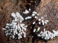 Ceratiomyxa fruticulosa var. fruticulosa image