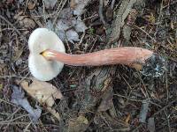 Austroboletus gracilis image