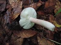 Russula corallina image